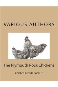 The Plymouth Rock Chickens