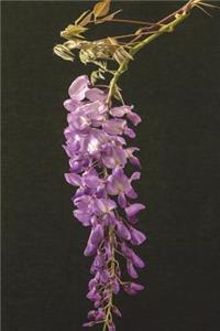 Wisteria Flowers Journal