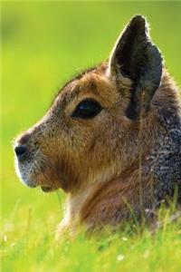 Short-Eared Hare Notebook