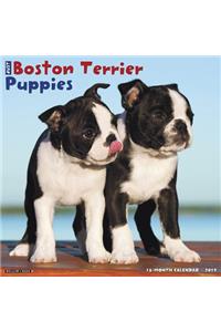 Just Boston Terrier Puppies 2019 Wall Calendar (Dog Breed Calendar)