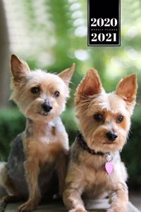 Yorkshire Terrier Dog Calendar Week Planner 2020 / 2021 - Lovely Couple