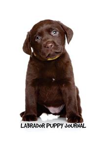 Labrador Puppy Journal: 8 x 10 inch dog notebook, Labrador Retriever, Chocolate Lab, college ruled lined composition book, 150 pages