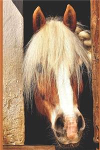 Horse Notebook and Journal