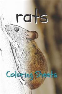 Rat Coloring Sheets