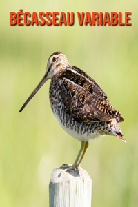 Bécasseau Variable