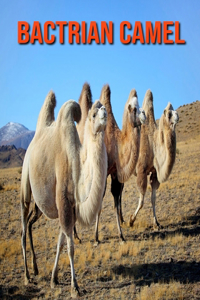 Bactrian Camel