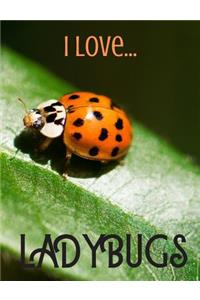 I Love Ladybugs