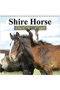 Shire Horse - The Gentle Giant 2017