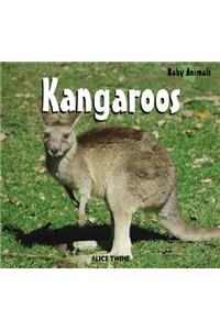Kangaroos