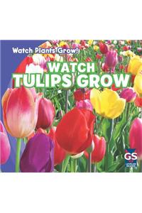 Watch Tulips Grow