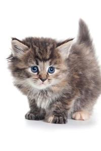Siberian Kitten Autumn Notebook & Journal. Productivity Work Planner & Idea Notepad