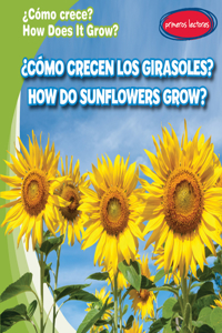 ¿Cómo Crecen Los Girasoles? / How Do Sunflowers Grow?