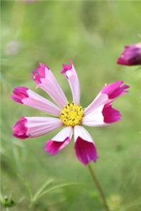 Pink Cosmos Flower Journal