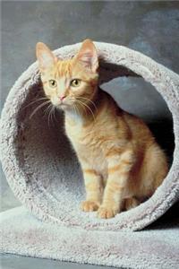Cute Tabby Kitten Playing Cat Photo Journal