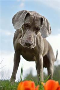 Silver Gray Weimaraner Puppy Dog Checking Out the Orange Flowers Pet Journal: 150 Page Lined Notebook/Diary