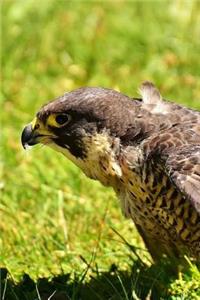 Falcon Versus Dog Notebook
