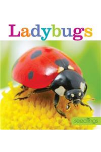 Seedlings: Ladybugs