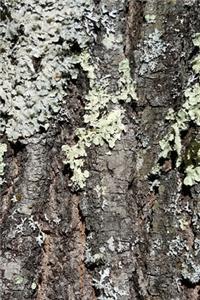 2020 Daily Planner Mossy Bark Oak Tree Photo 388 Pages
