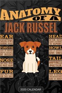 Anatomy Of A Jack Russel Terrier