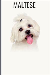 Maltese