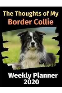 The Thoughts of My Border Collie