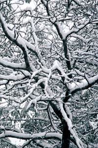 2020 Weekly Planner Winter Theme Twisted Winter Branches 134 Pages