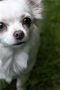 White Chihuahua in the Grass Journal