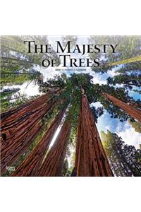 Majesty of Trees, the 2020 Square