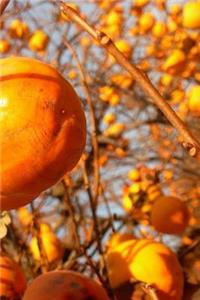 Persimmons Notebook