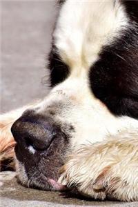 A Saint St Bernard Taking a Nap Journal