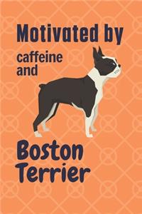 Motivated by caffeine and Boston Terrier