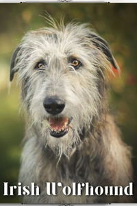 Irish Wolfhound