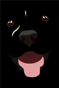 Labrador Face