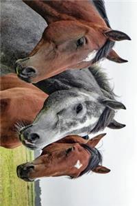 Three Beautiful Horses in a Row Journal