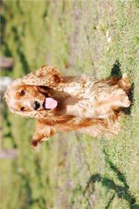 The Cocker Spaniel Dog Journal