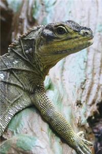 Weber's Sailfin Lizard Journal