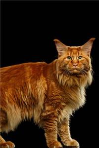 Maine Coon