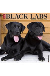 BLACK LABS 2020 WALL CALENDAR