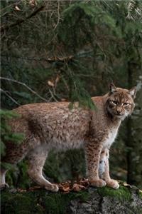 Bobcat in the Forest Journal