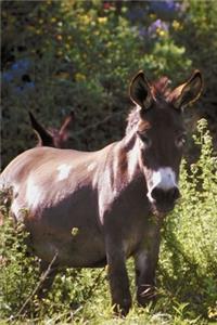 2020 Weekly Planner Horse Photo Equine Donkeys Pasture 134 Pages