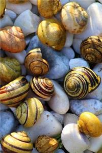 Snail Notebook