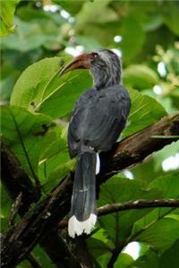 Malabar Grey Hornbill Bird Journal (Ocyceros Griseus)