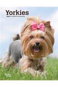 Yorkshire Terriers 2020 Engagement