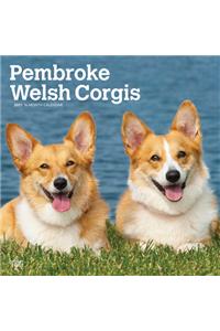 Welsh Corgis, Pembroke 2021 Square