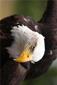 A Stunning Bald Eagle Journal