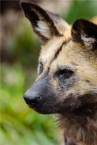 African Wild Dog on the Lookout Journal
