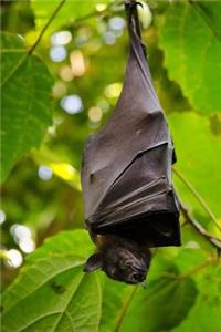 Black Bat Hanging Upside Down In The Trees