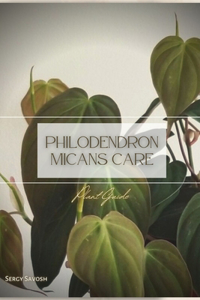 Philodendron Micans Care