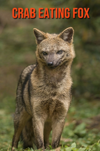 Crab Eating Fox