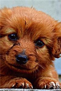Puppy